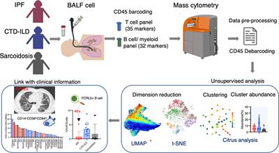 Mass cytometry identifies characteristic immune cell subsets in bronchoalveolar lavage fluid from interstitial lung diseases